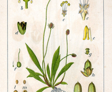 Datei:Plantago lanceolata Sturm61.jpg